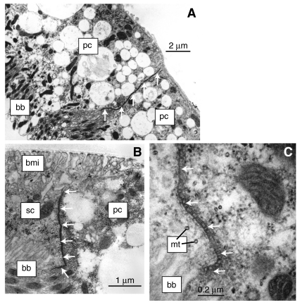 Fig. 6.