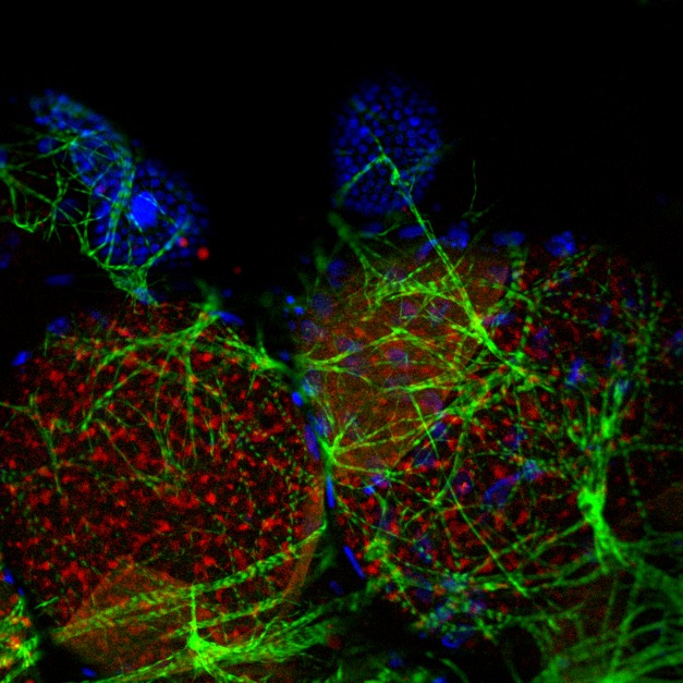 
Anopheles oocytes after blood feeding. The oocyte, which is surrounded by epithelial cells (blue) and muscle cells (green), accumulates lipids (red) in the cytoplasm. This accumulation depends on the interaction between a female protein, MISO, and the male hormone 20E.