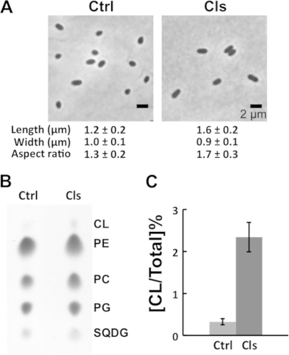 FIG 2