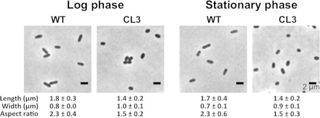 FIG 1