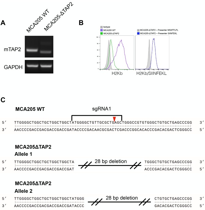 Figure 4—figure supplement 1.