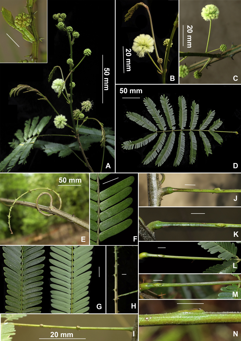 Fig. 24