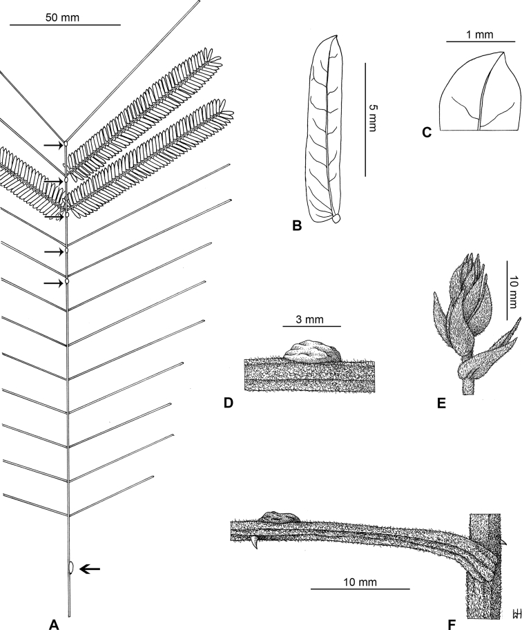 Fig. 31