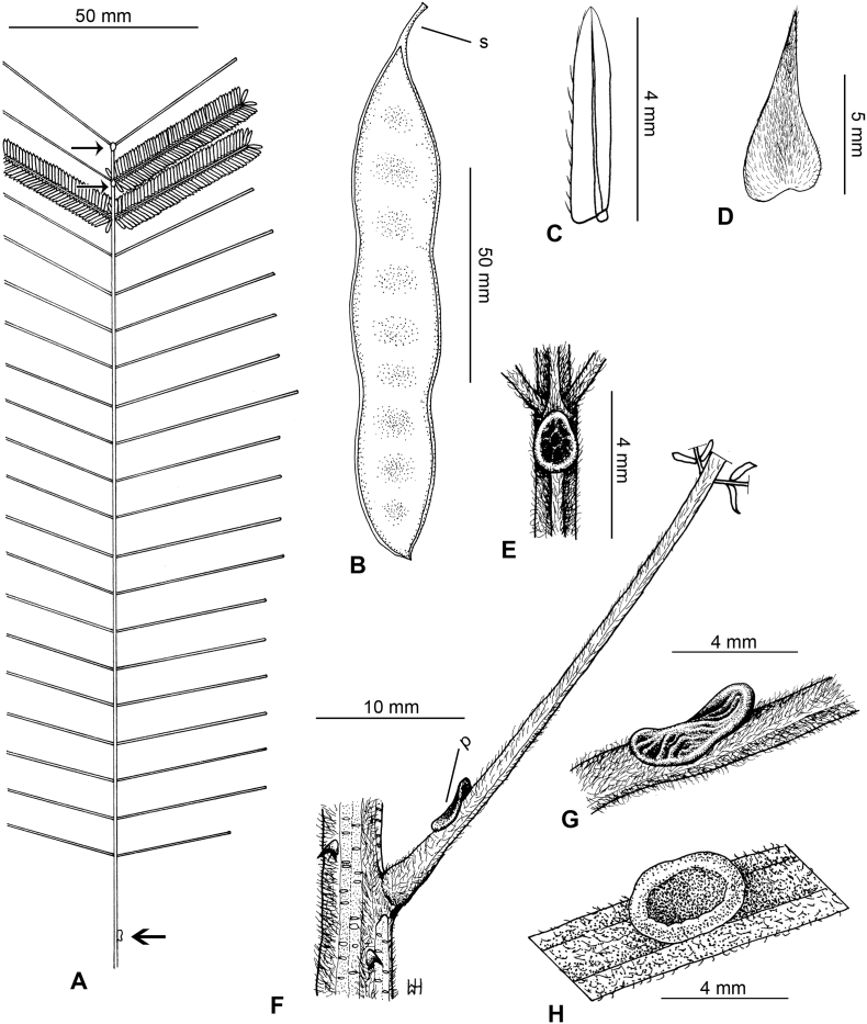 Fig. 19