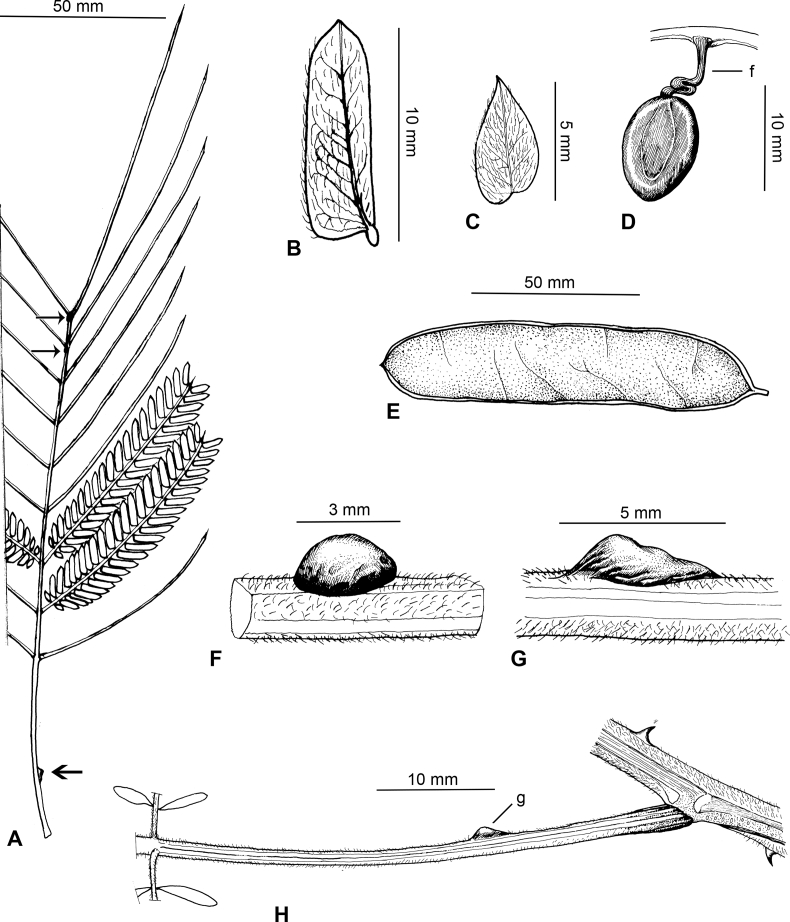 Fig. 38