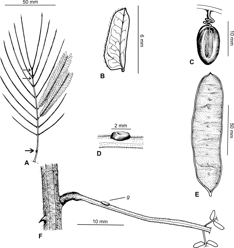 Fig. 50