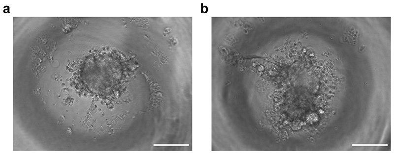 Fig. 7