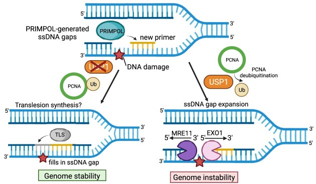 Graphical Abstract