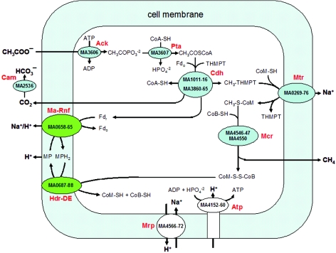 FIG. 1.