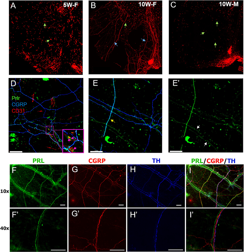 FIGURE 4: