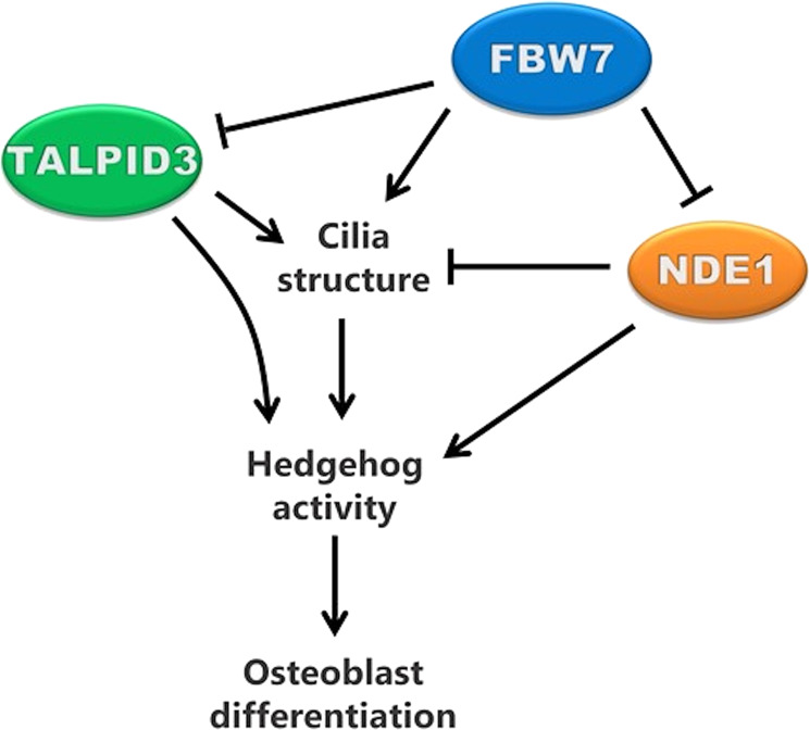 Fig. 8