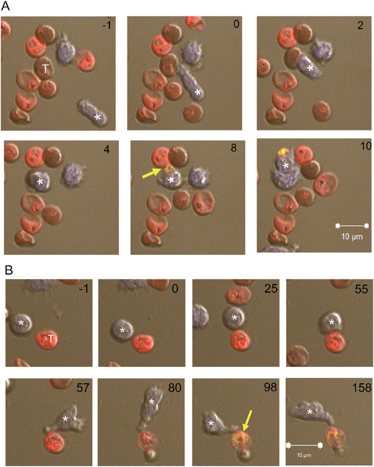 Fig 3