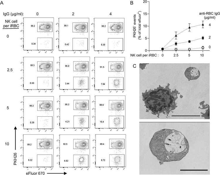 Fig 6