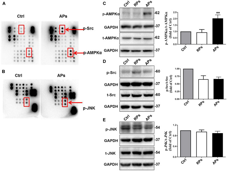 FIGURE 3