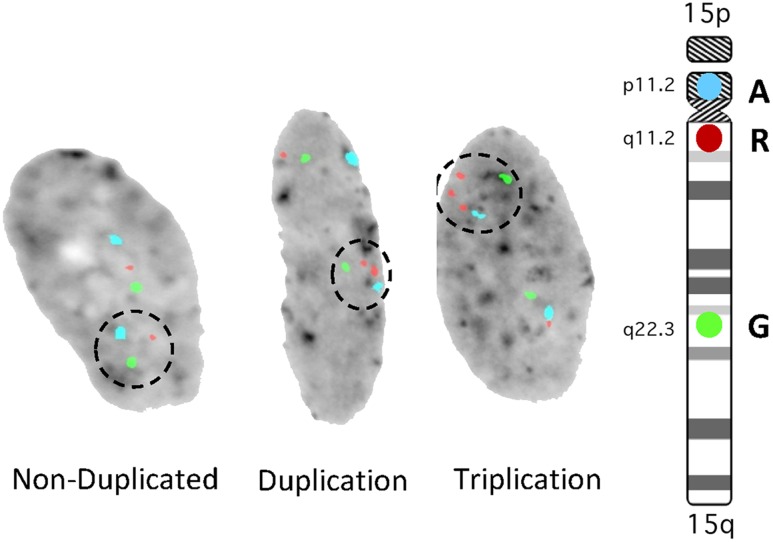 FIGURE 3