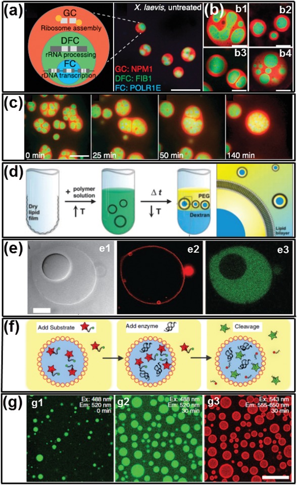 Figure 24