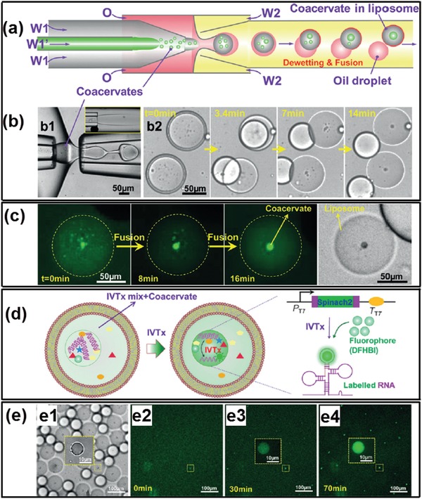 Figure 25