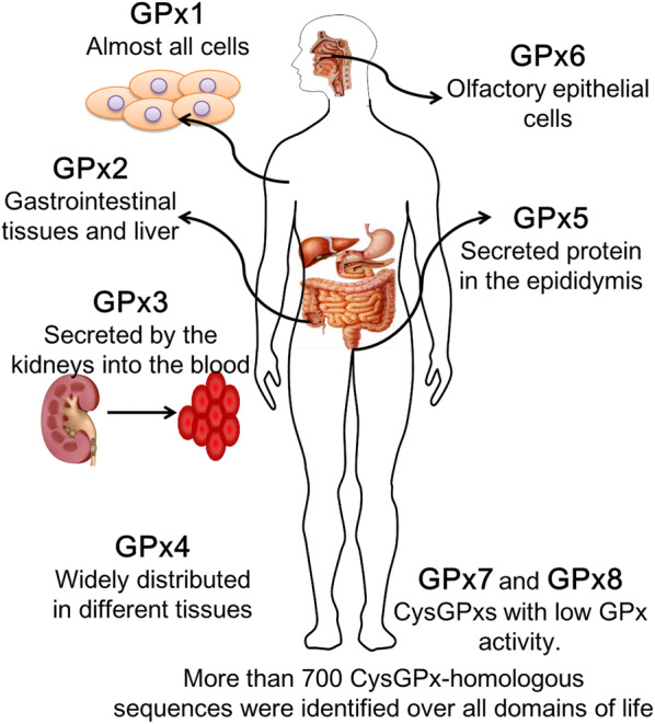 Fig. 1