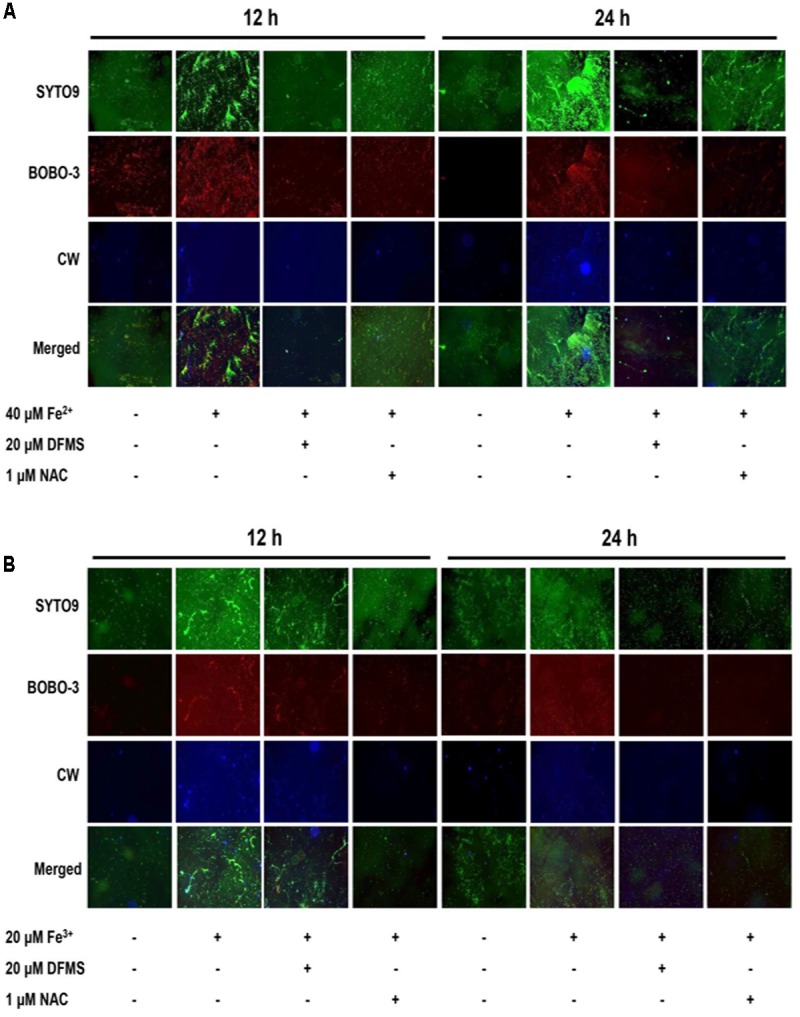 FIGURE 3