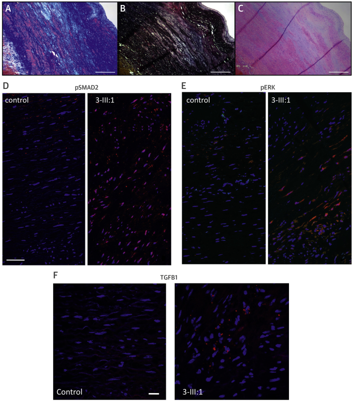 Figure 5