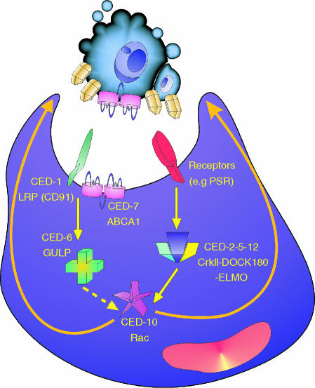 Figure 5