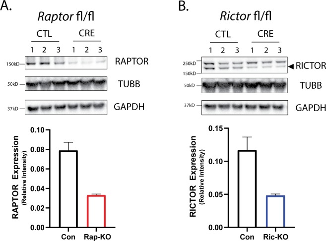 Figure 1—figure supplement 1.