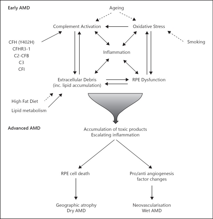 The Role Of Complement In Age-related Macular Degeneration: Heparan 