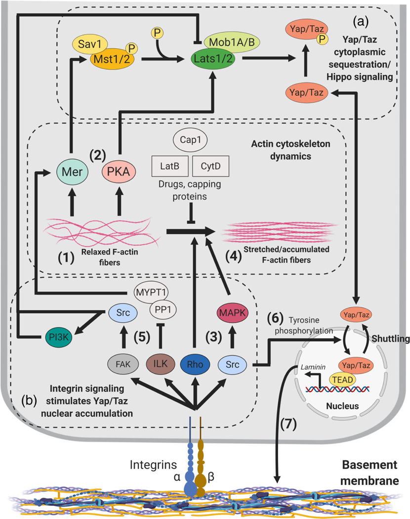 FIGURE 4