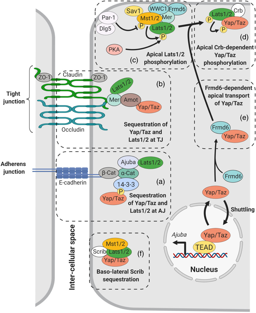 FIGURE 3