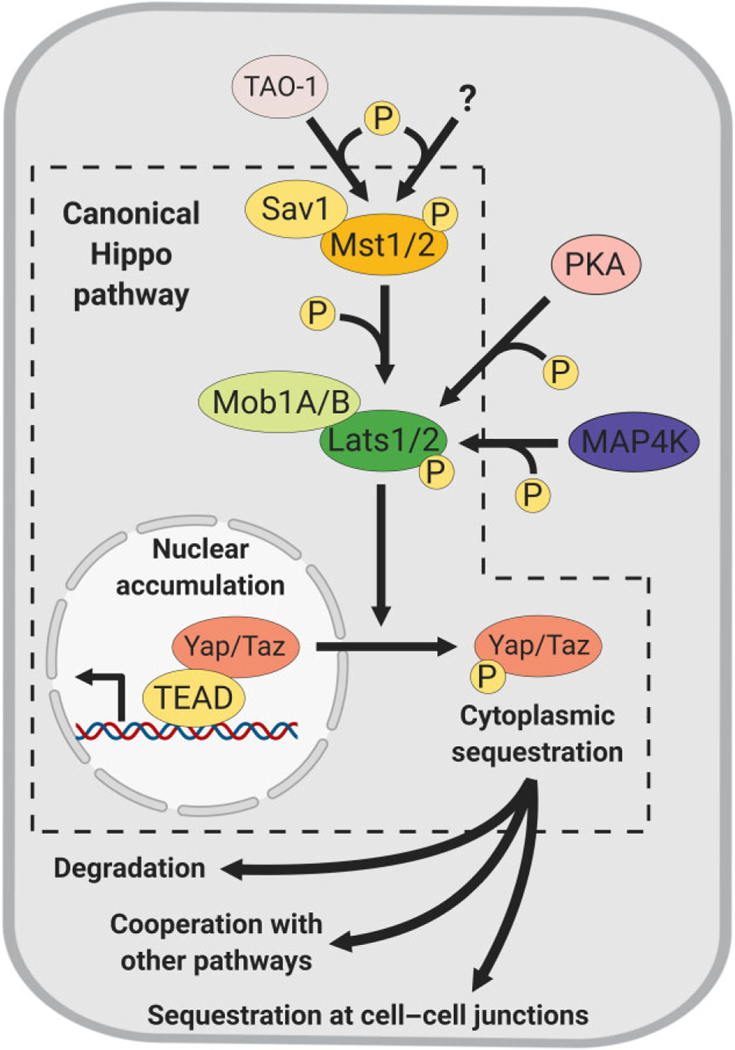 FIGURE 1