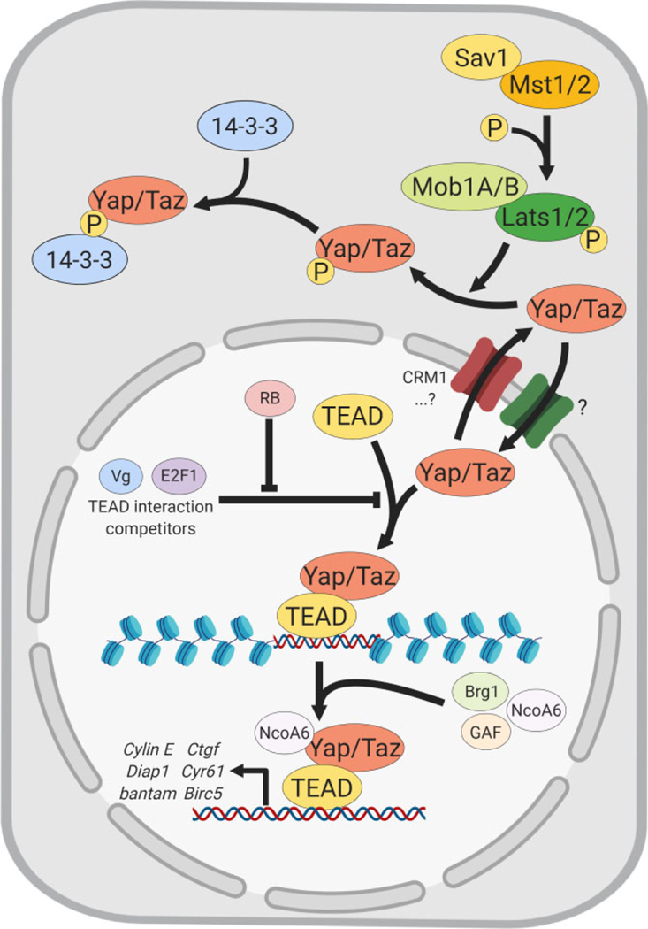 FIGURE 2