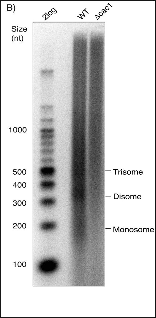 Figure (B)