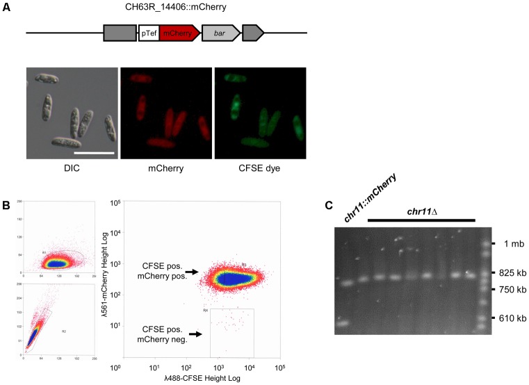 FIGURE 2