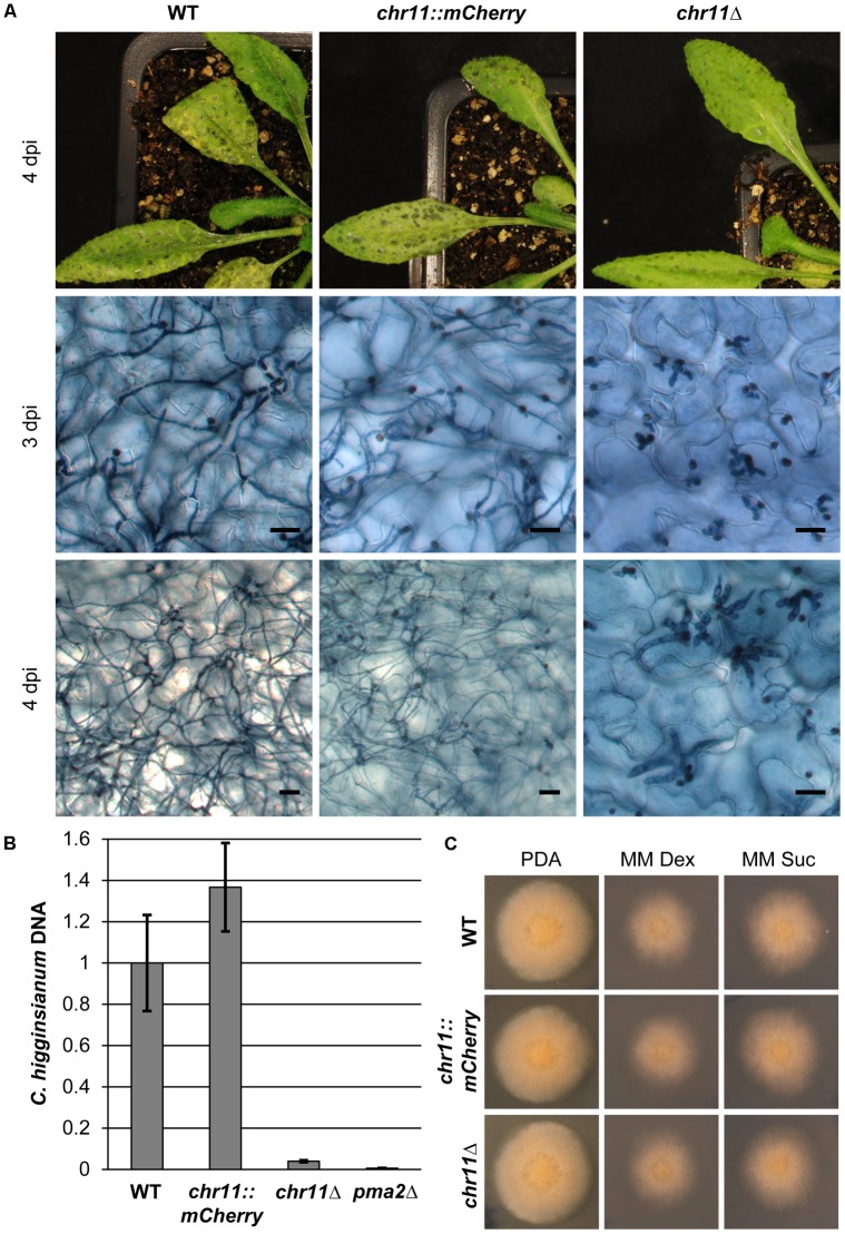 FIGURE 3