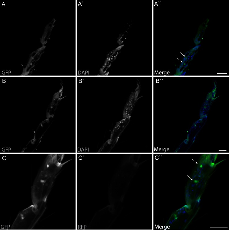 Figure 3—figure supplement 1.