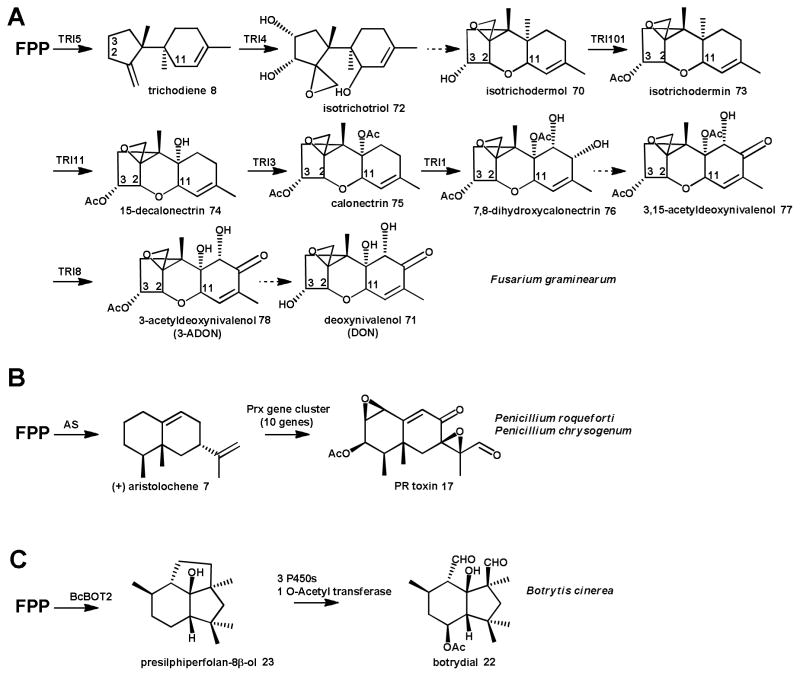 Scheme 8