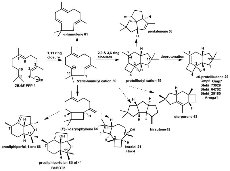 Scheme 4