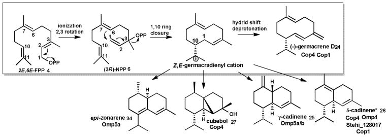 Scheme 5