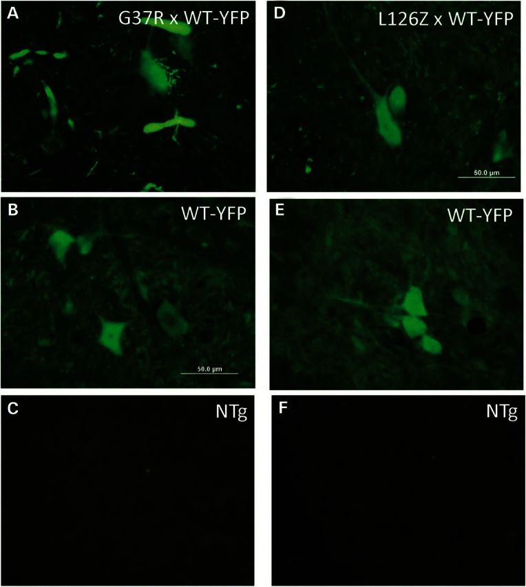 Figure 6.