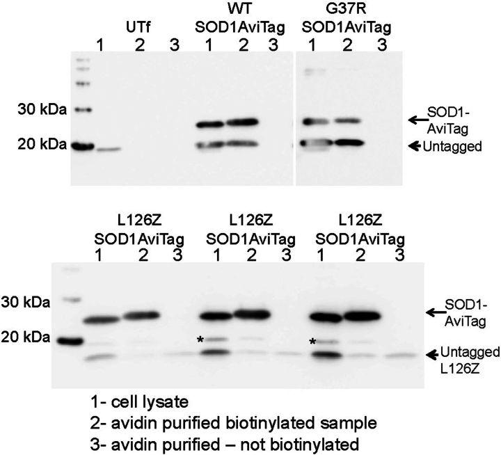 Figure 7.