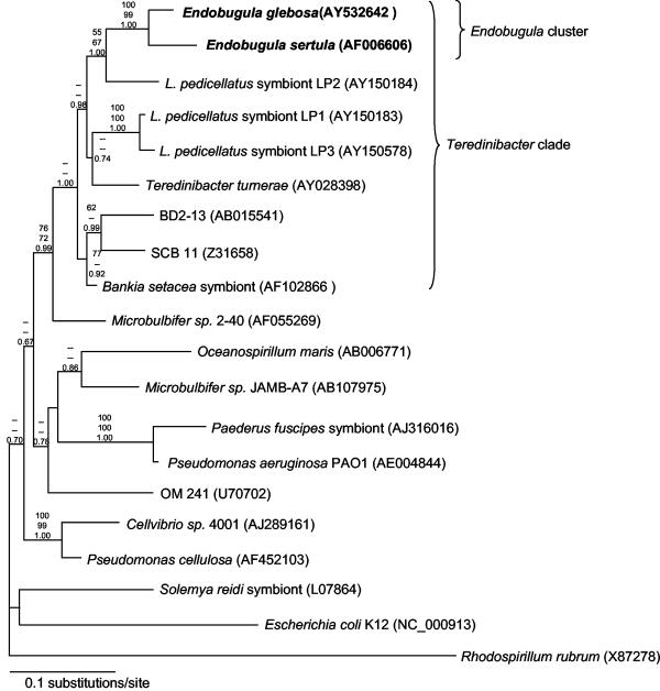 FIG. 1.