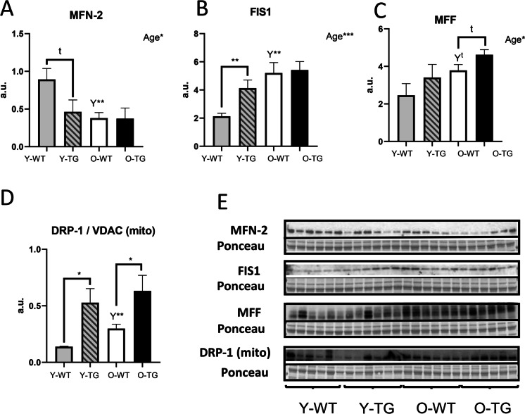Fig. 4