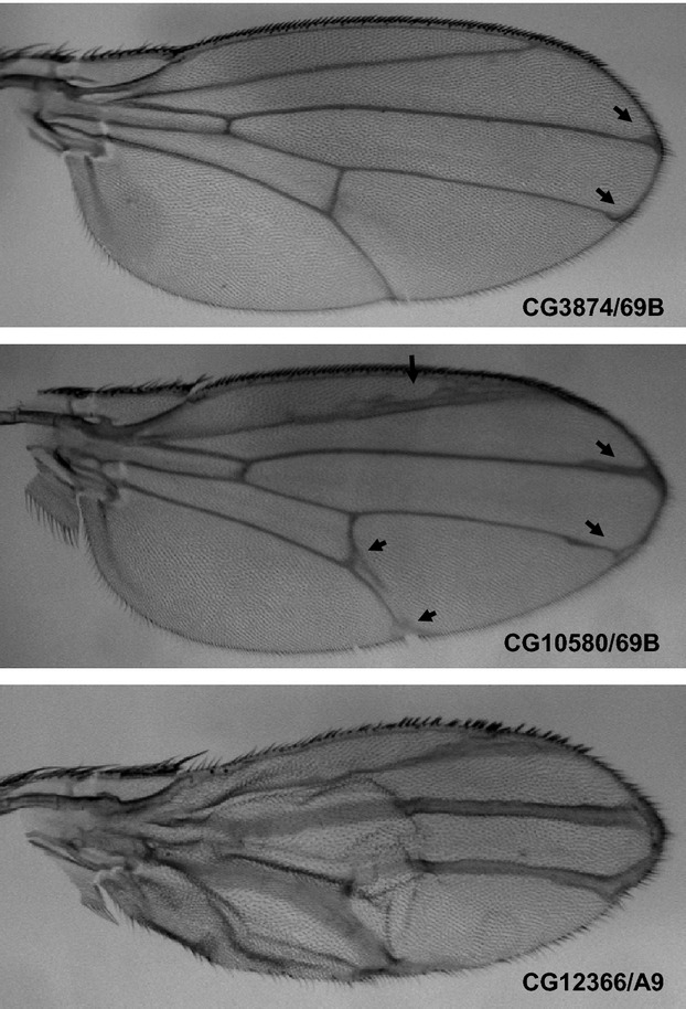 Figure 5