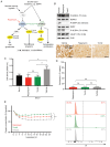 Figure 1. Impact of pharmacological mTOR inhibition on basal functions of human microglia cell lines. (A) Overview of the mTOR pathway and targets of the mTOR inhibitors investigated in this study. Sc...