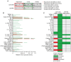 Figure 5. Impact of pharmacological mTOR inhibition on cytokine expression profiles of GAM. (A) Immunodetection of 36 different cytokines (each in duplicate) per pooled sample (pool of n=3) incubated ...
