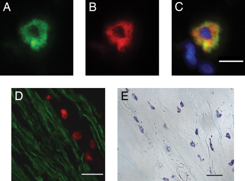 Fig. 3.