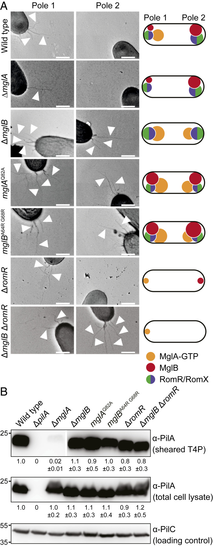 Fig. 2.