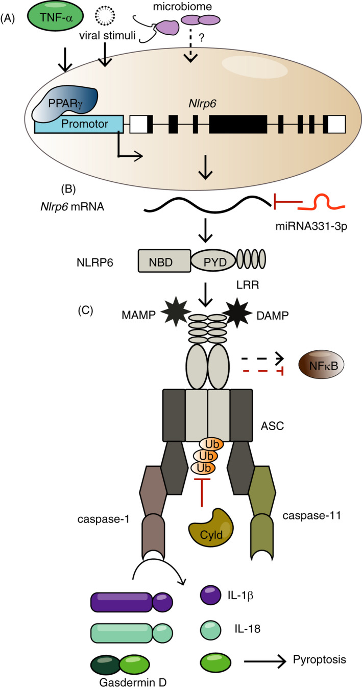 FIGURE 1