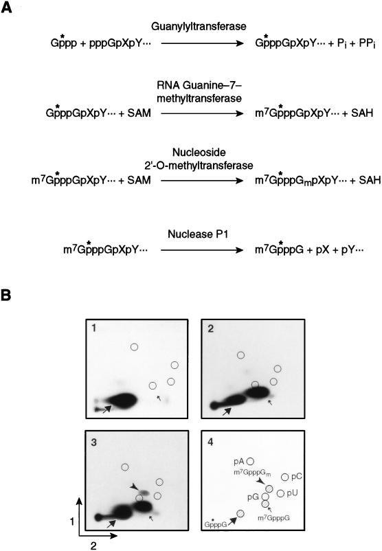 FIG. 1