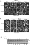 FIGURE 5: